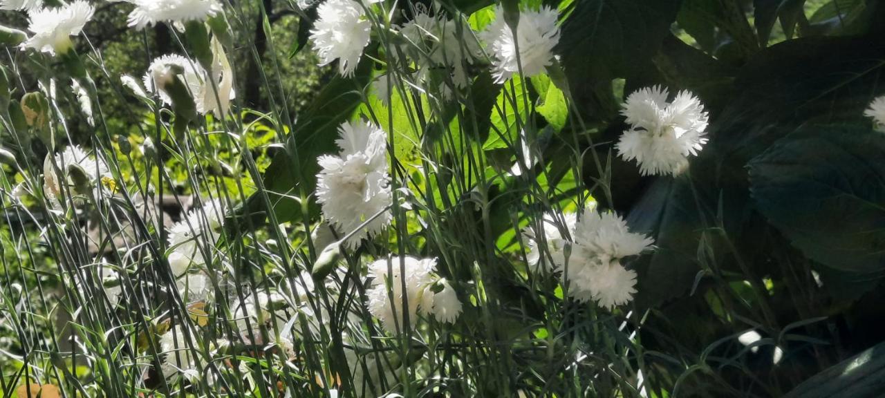 Vecchio Mulino Fontona Girasole Daire Chiesanuova  Dış mekan fotoğraf
